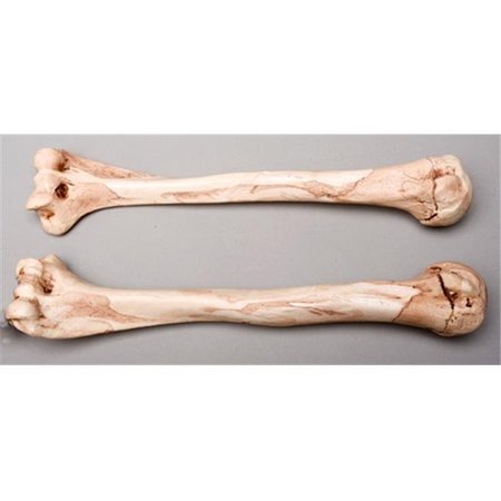Skeletons And More Skeletons and More SM374DRA Aged Right Humerus Bone SM374DRA